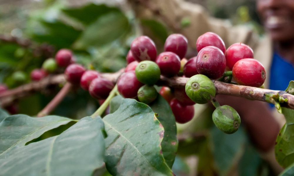 قهوه سبز اتیوپی