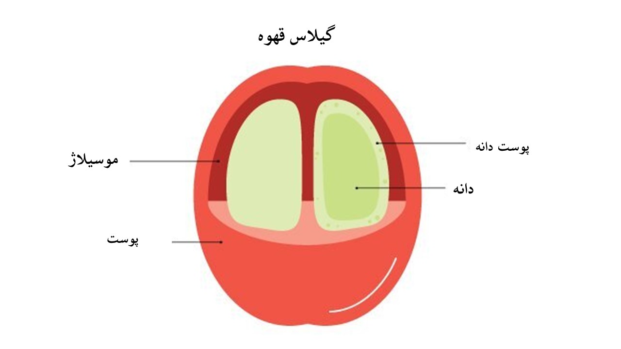 اجزای کلی داخل گیلاس قهوه