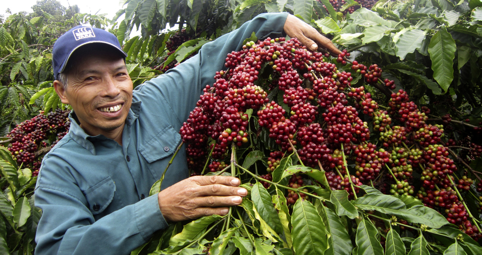 برداشت قهوه در ویتنام