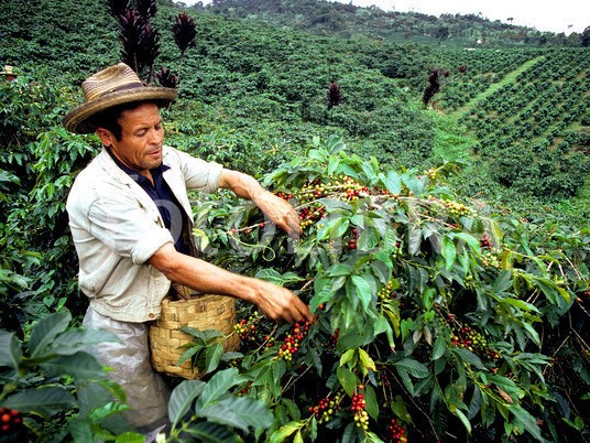 برداشت قهوه در مزارع کلمبیا