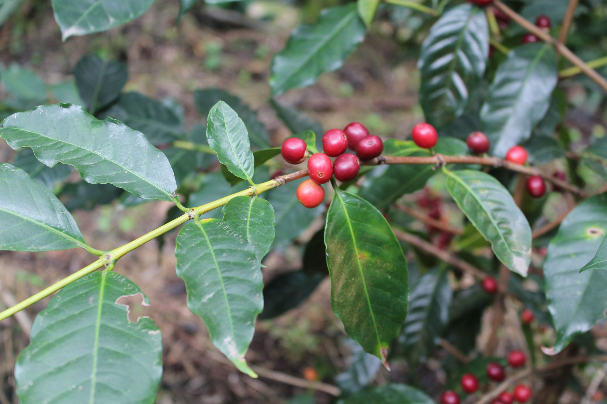 میوه تیپیکا، گونه ای از قهوه