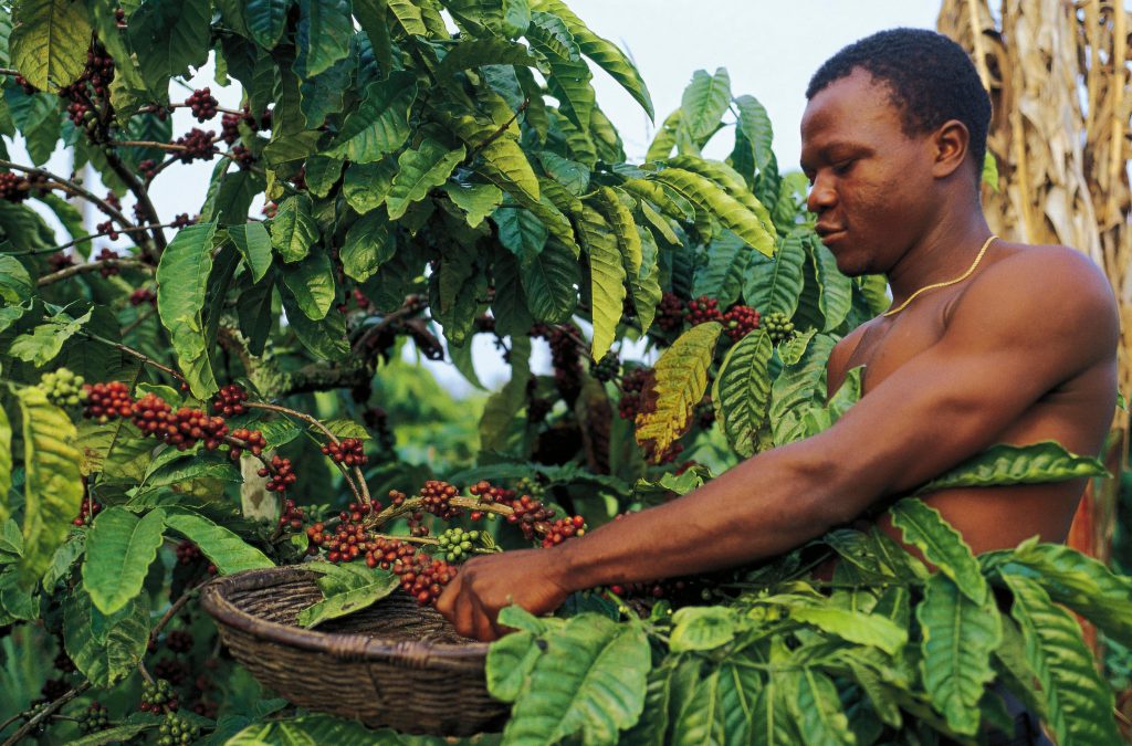 برداشت قهوه در کامرون
