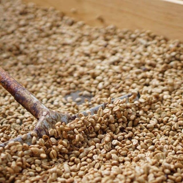 خشک شدن دانه‌های قهوه زیر نور خورشید