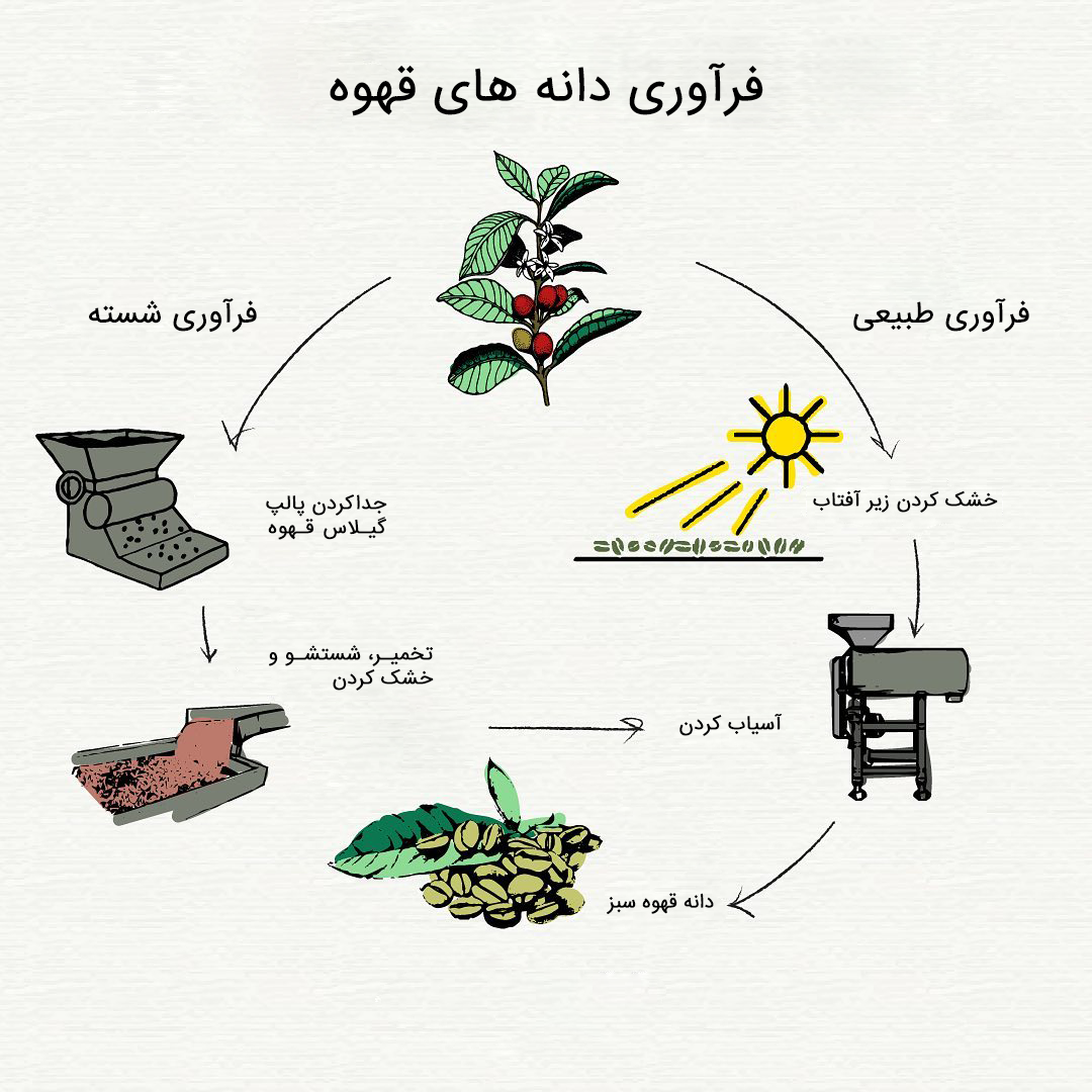 مقایسه فراوری طبیعی با فرآوری شسته در یک نگاه ( در برخی از فراوری ها ،آسیاب نیز جزو فرایند فرآوری محسوب می شود.)