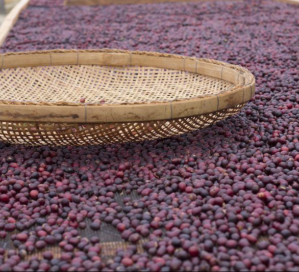فرآوری قهوه سبز چیست؟ فرآوری خشک چگونه انجام می شود؟