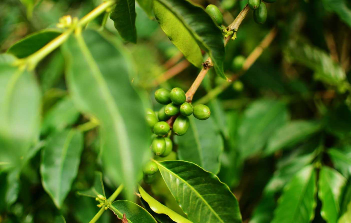 قهوه جامائیکا