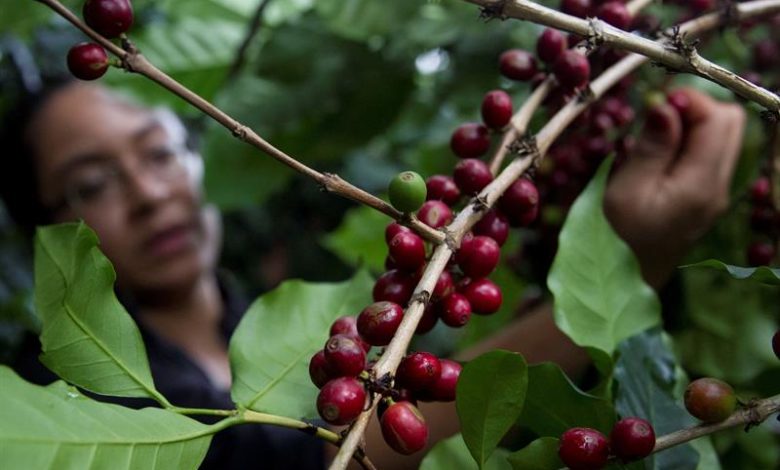 قهوه سبز هندوراس