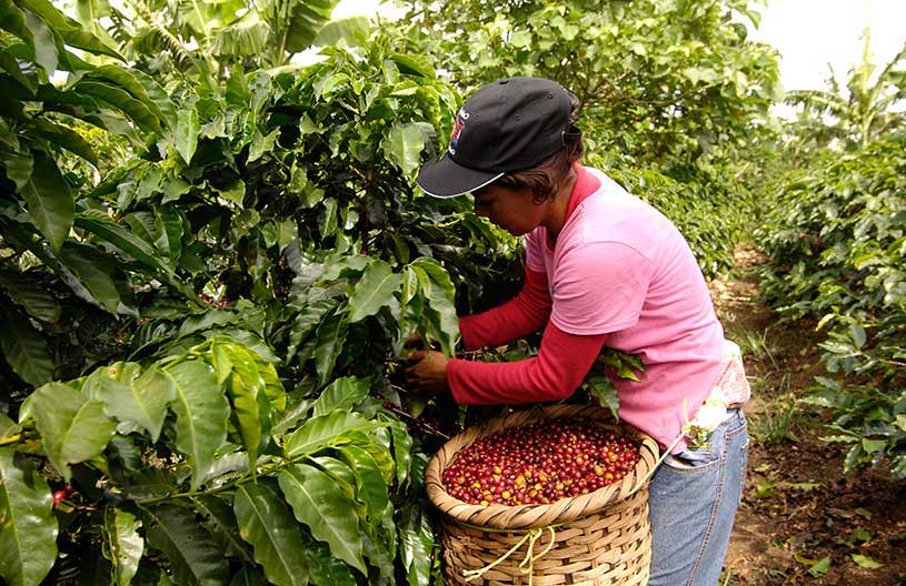 قهوه سبز کاستاریکا
