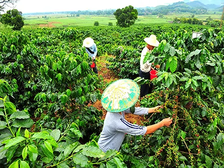 مزرعه قهوه در چین
