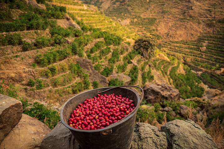 مزارع پلکانی یمن