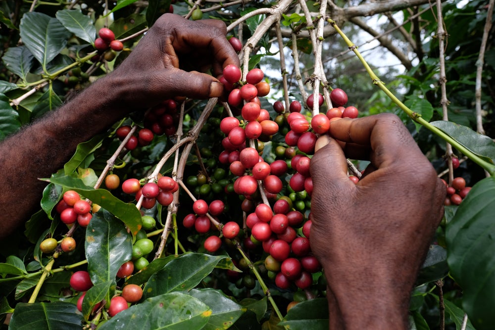 برداشت قهوه در گینه نو