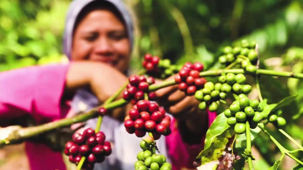 قهوه سبز اندونزی