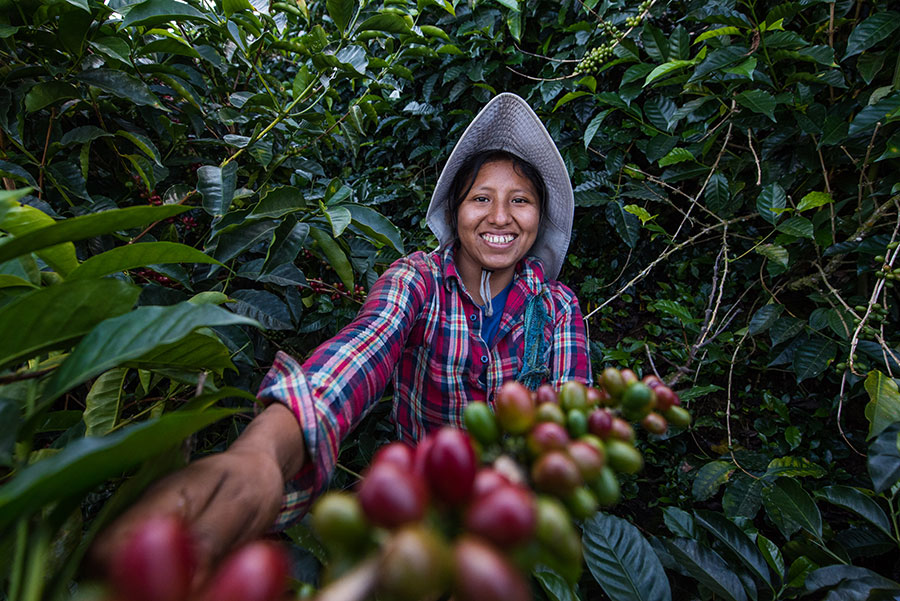 قهوه سبز بولیوی