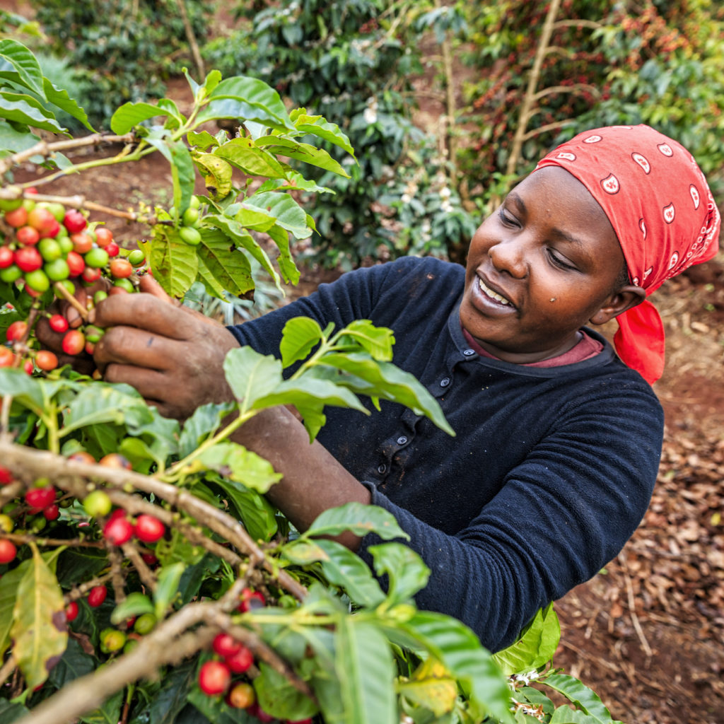 برداشت گیلاس قهوه در کنیا