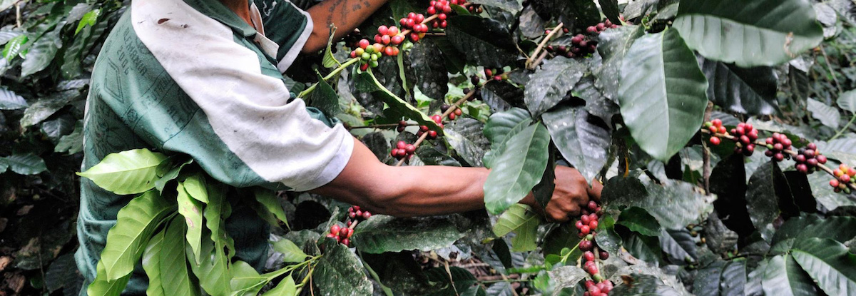 قهوه سبز بولیوی