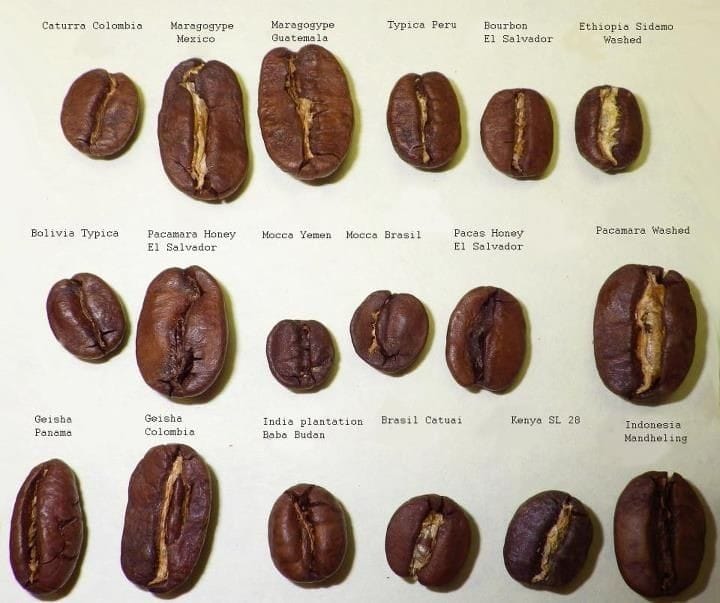 انواع زیرگونه‌های قهوه